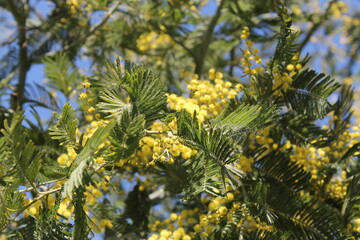 Mimosa tree in Batumi