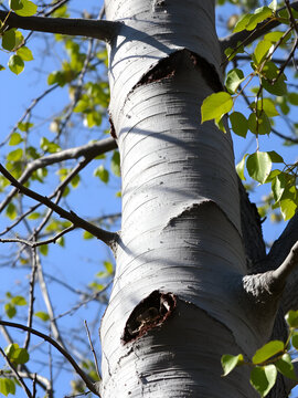 Espe, Aspe oder Zitterpappel (Populus tremula)