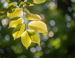 木々と木漏れ日、光が透ける葉. generated by AI