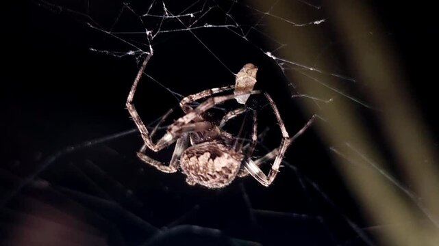 A large orb spider is crawling on its sticky web in the dark background. Insect in nature, Beautiful Cinematic close-up background, micro animal wildlife macro close up shot