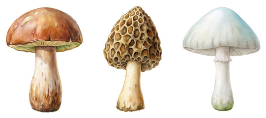 Realistic watercolor mushrooms, detailed illustrations, nature-inspired art, botanical design, food-related imagery.
