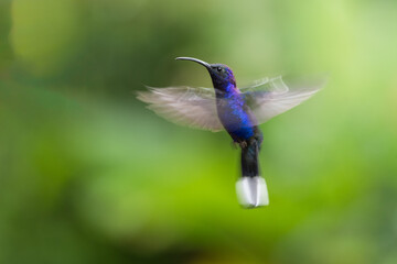 Violet Sabrewing, Campylopterus hemileucurus, in flight, motion blurred wings, Costa Rica