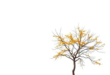 Fototapeta premium Single deciduous tree, stark branches against pure white, fall, countryside