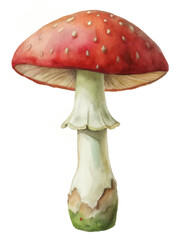 Red mushroom illustration, watercolor style, botanical art, nature-inspired design, vibrant colors, organic shape.
