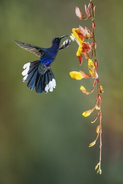 Violet Sabrewing, Campylopterus hemileucurus, in flight, feeding on Mysore Vine, Thunbergia mysorensis, flowers, Costa Rica