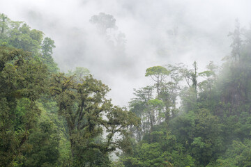 Cloud forest, rainforest, Alajuela Province, Bajos Del Toro, Costa Rica