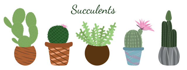 Collection of potted cactus plant designs isolated on white background. Hand drawn vector illustration in flat style. Bunny ears, Mammilaria, Ric Rac, Echinocereus ridissimus and cereus cactus drawing