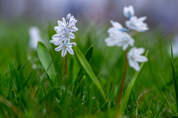Puschkinia scilloides early spring bulbous flowers in bloom, small white and blue flowering plant,...