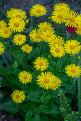 Doronicum orientale leopards bane bright yellow spring flowers in bloom, ornamental garden flowering plant