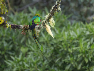 Male Resplendent Quetzal, Pharomachrus mocinno, Costa Rica