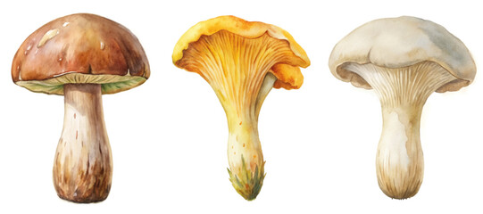Watercolor mushroom illustration, detailed botanical art, vibrant colors, nature-inspired design, artistic food representation.
