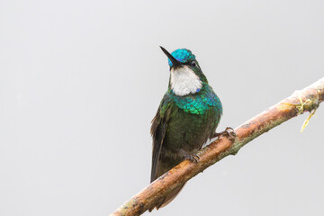 Male White-throated Mountain-gem, Lampornis castaneoventris, Costa Rica
