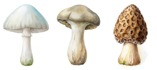 Watercolor mushroom illustration, detailed textures, botanical art style, nature-inspired design, perfect for culinary themes.