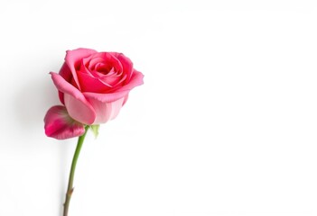 A single pink rose, petals unfurled, isolated on pure white background, nature, flora