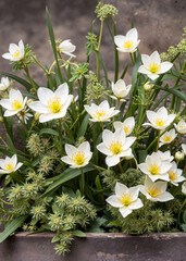 Fototapeta premium Cluster of elegant white flowers with bright yellow centers in full bloom, surrounded by greenery and buds.