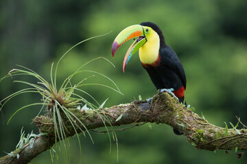 Keel-billed Toucan, Ramphastos sulfuratus, with bill open eating a berry, also known as Sulfur-breasted or Rainbow-billed Toucan, Costa Rica © Quarterland Photos