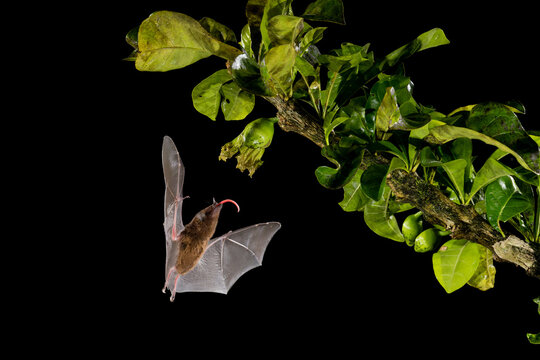 Pallas's Long tongued Bats, Glossophaga soricina, feeding on Jicaro, Crescentia cujete flower, Costa Rica