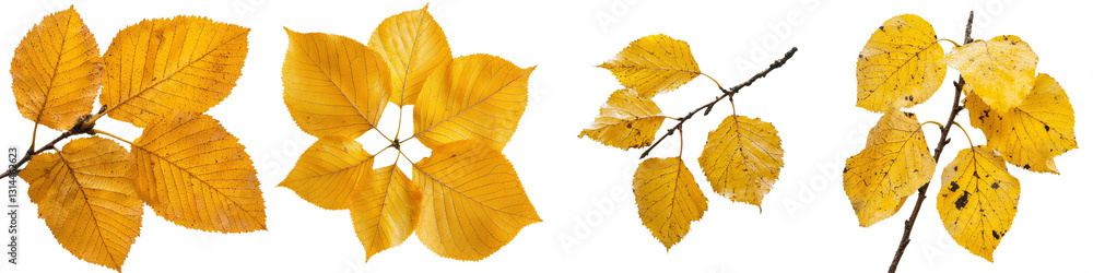 Poster the image of a golden birch leaf in autumn stands out with its vivid colors and detailed texture, pr