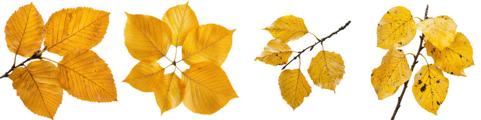 Fototapeta premium The image of a Golden Birch Leaf In Autumn stands out with its vivid colors and detailed texture, presented on a transparent background in a png file