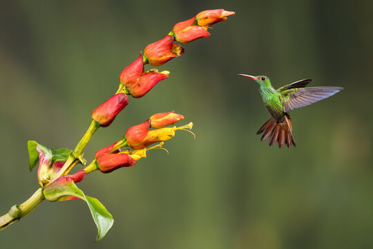Rufous tailed hummingbird, Amazilia tzacatl, in flight feeding on Sanchezia Sp. flowers, Costa Rica