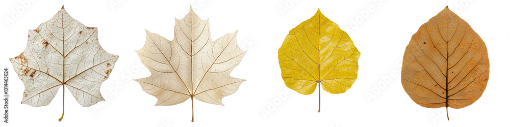 Poster showcasing vibrant autumn colors and detailed patterns, the golden ivy leaf with intricate veins is 