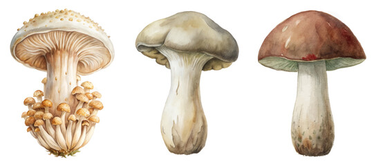 Watercolor mushroom illustrations, detailed botanical art, nature-inspired design, organic shapes, educational purposes, natural beauty.