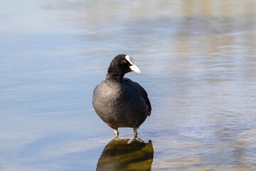 Coot Standing on Rock in Calm Water