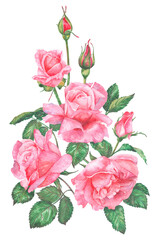 Fototapeta premium Watercolor illustration of pink roses. Hand drawn watercolor illustration of pink roses. Ideas for weddings, birthdays, children's parties.