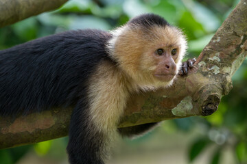 Naklejka premium Panamanian white-faced capuchin, Cebus imitator, also known as Panamanian white-headed capuchin, Central American white-faced capuchin or simply White-faced Capuchin, Costa Rica