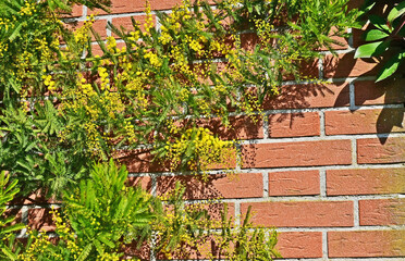Basiglio, il campanile della la chiesa parrocchiale di Sant'Agata dalla campagna