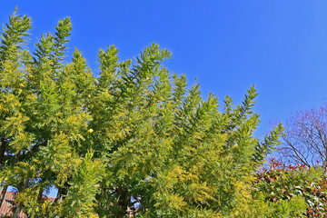 Basiglio, il campanile della la chiesa parrocchiale di Sant'Agata dalla campagna