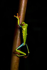 Red-eyed Tree Frog, Agalychnis callidryas, also known as the Red-eyed leaf Frog, climbing the stem of a plant, Costa Rica