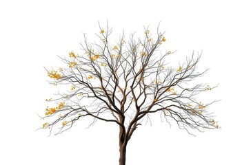 Fototapeta premium Lone deciduous tree, stark branches against pure white, flora, serene