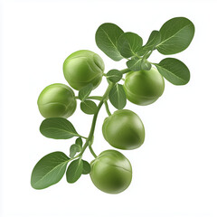 Brussels sprouts fresh on white background