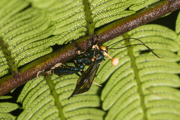 Dead wasp infected by an insect pathogenic fungus, Ophiocordyceps sp., with the fruiting bodies showing, Costa Rica
