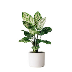 A Potted Calathea Plant with Bold Variegated Leaves Isolated on Transparent Background