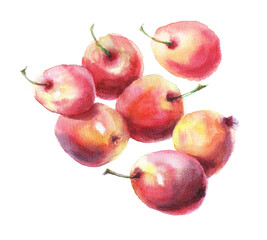 Watercolor set of juicy apples. Isolated on white background. Fruit illustration.