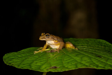 Tree frog, Costa Rica