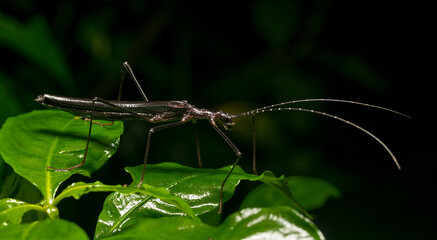 Stick insect, Costa Rica