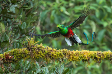 Male Resplendent Quetzal, Pharomachrus mocinno, in flight, Costa Rica