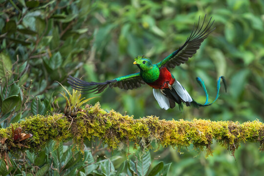 Male Resplendent Quetzal, Pharomachrus mocinno, in flight, Costa Rica