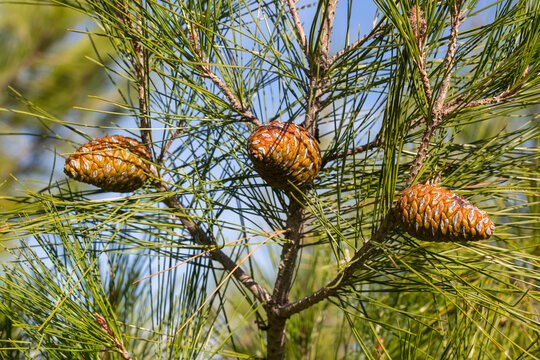 Cones of pine tree - Pinus halepensis