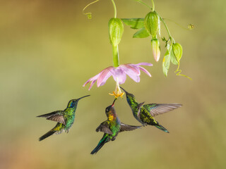 Lesser Violetear, Colibri cyanotus, and Fiery-throated Hummingbirds, Panterpe insignis, in flight feeding on Passiflora tarminiana flower, Costa Rica