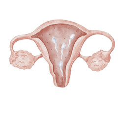 watercolor cervix illustration