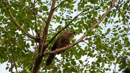Bird perched on a tree branch with lush greenery.