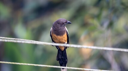 Rufous Treepie on a wire with blurred background.