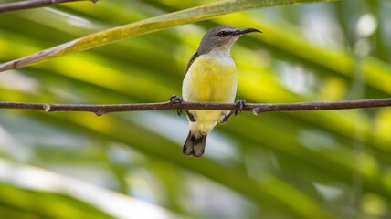 Small bird on branch against green backdrop.