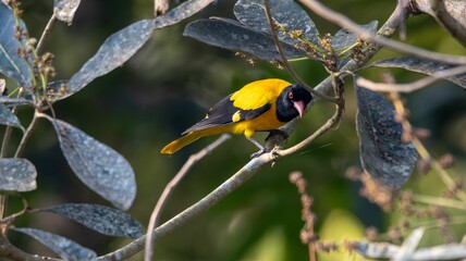 Colorful bird among green leaves.