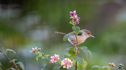 Bird perched on a flowering plant.