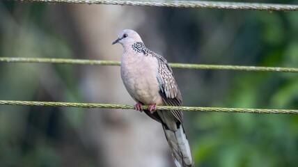 Spotted dove on a wire with a blurred green background.
